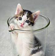 cc: the cloned kitten in beaker