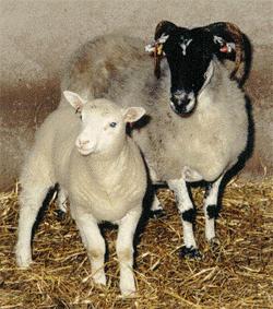 Dolly (left) with her surrogate mother (JPG)