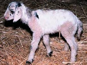 Geep (goat/sheep chimera) (JPG)