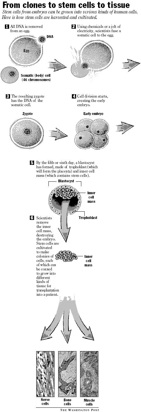 Stem cell diagram (JPG)