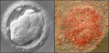 Embryo and stem cells (JPG)