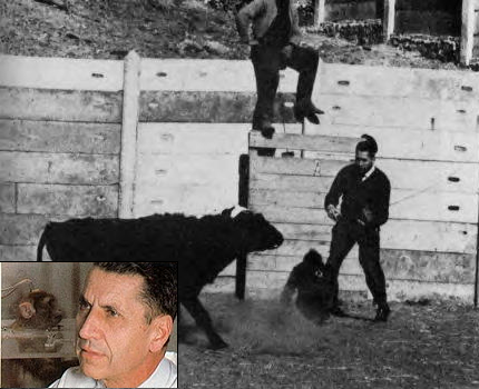 José Delgado stopping bull with electrical stimulation of the brain (ESB). inset: implanted monkey