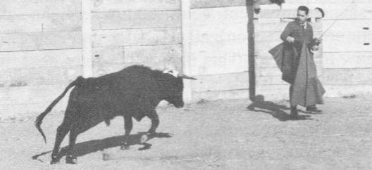 José Delgado with bull (1 of 2)