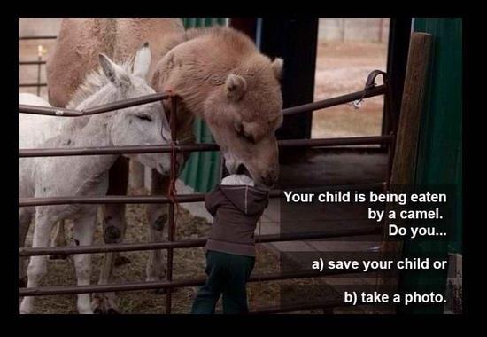 Your child is being eaten by a camel. Do you...