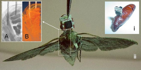 Insect implant Mems