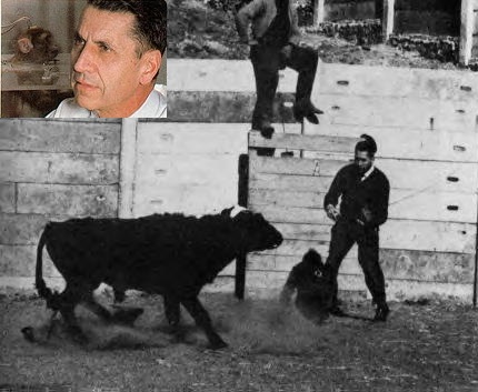 José Delgado stopping bull with electrical stimulation of the brain (ESB). inset: implanted monkey