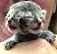 Image, the two-faced kitten (JPG)