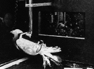 B.F. Skinner World War Two pigeon guided bomb