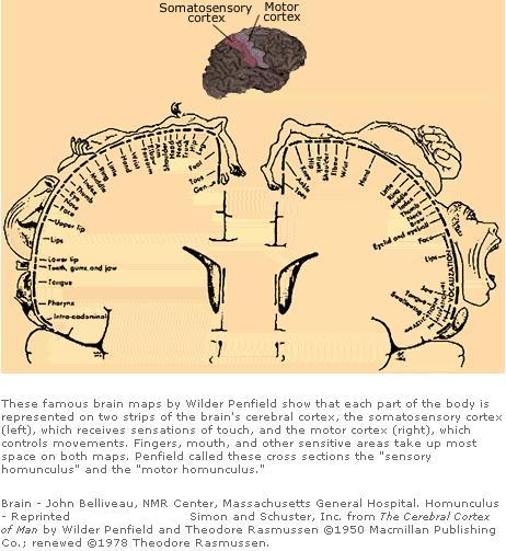 Penfield brain maps (JPG)