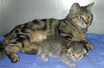 Ditteaux and domestic cat surrogate mother Brooke (JPG)