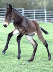 Idaho Gem, the cloned mule (JPG)