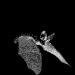 Bat (animated GIF)